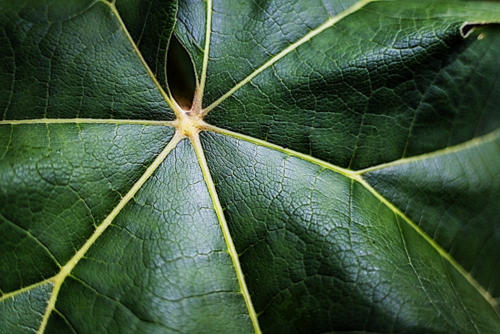 a close up of a large green leaf