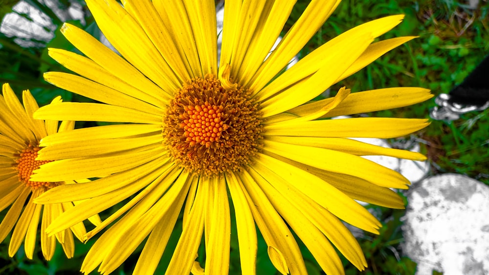 a close up of a yellow flower with a rock in the background