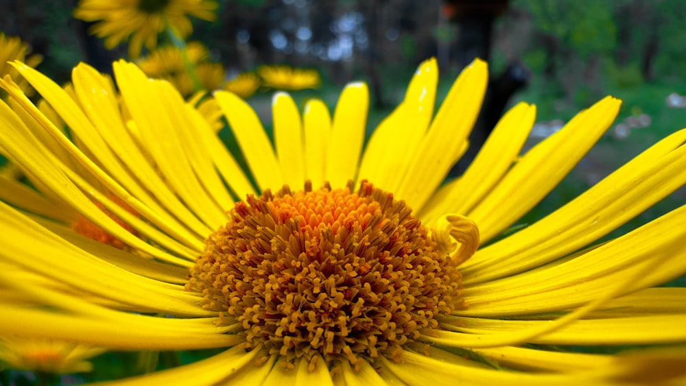 a close up of a yellow flower with a blurry background