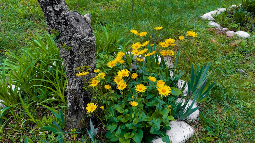 a bunch of flowers that are in the grass