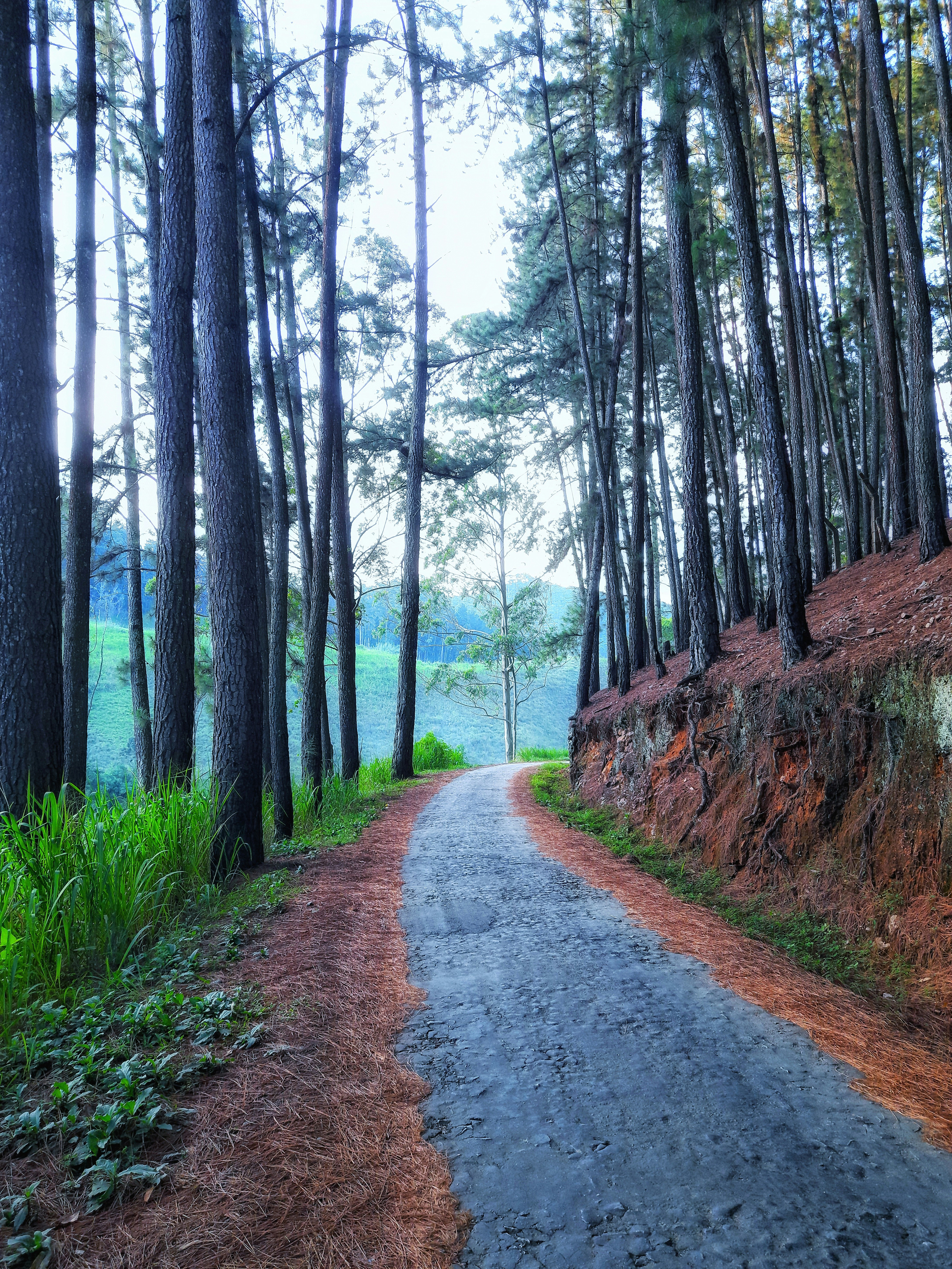Private car on jungle road
