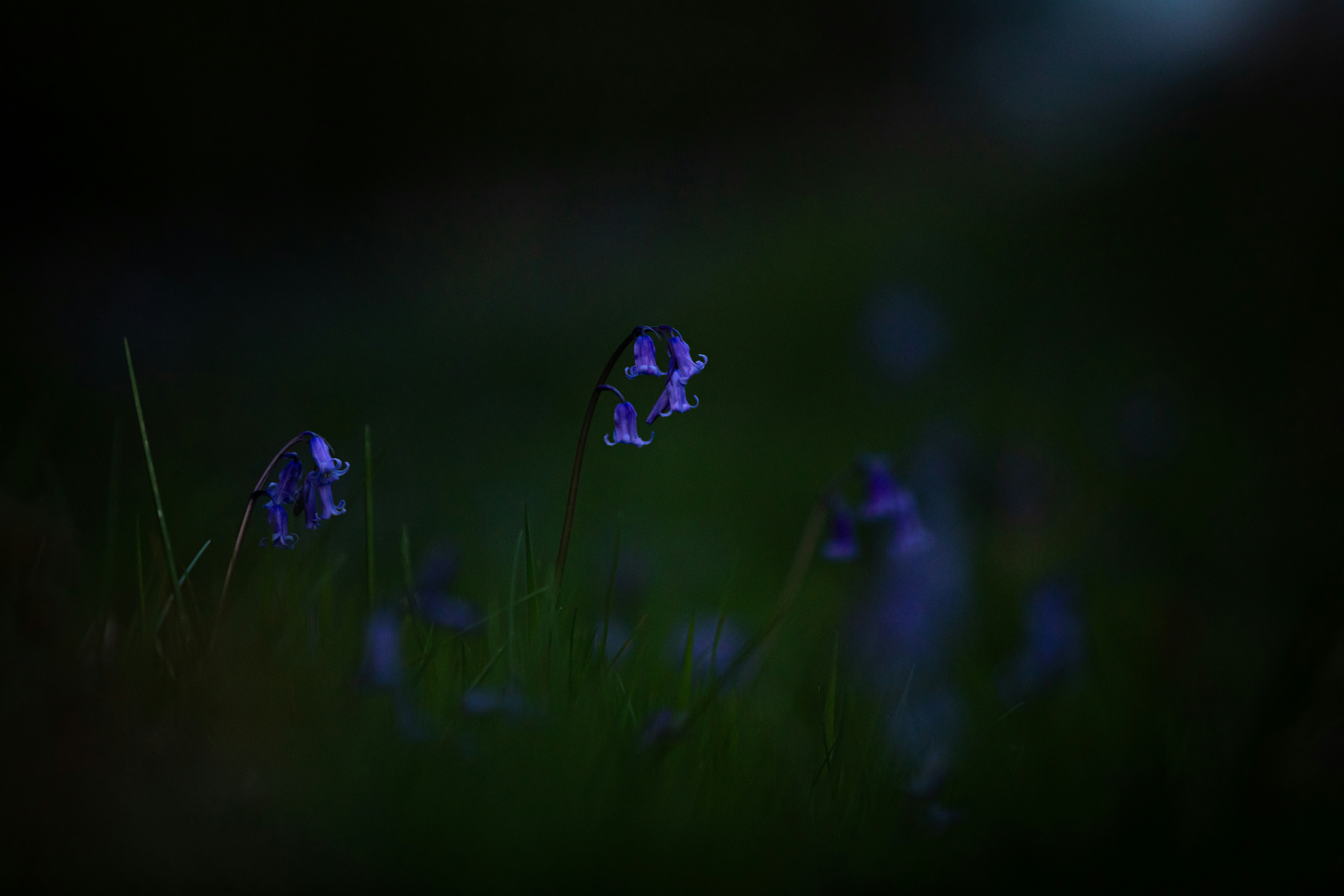 Photo by mikejerskine