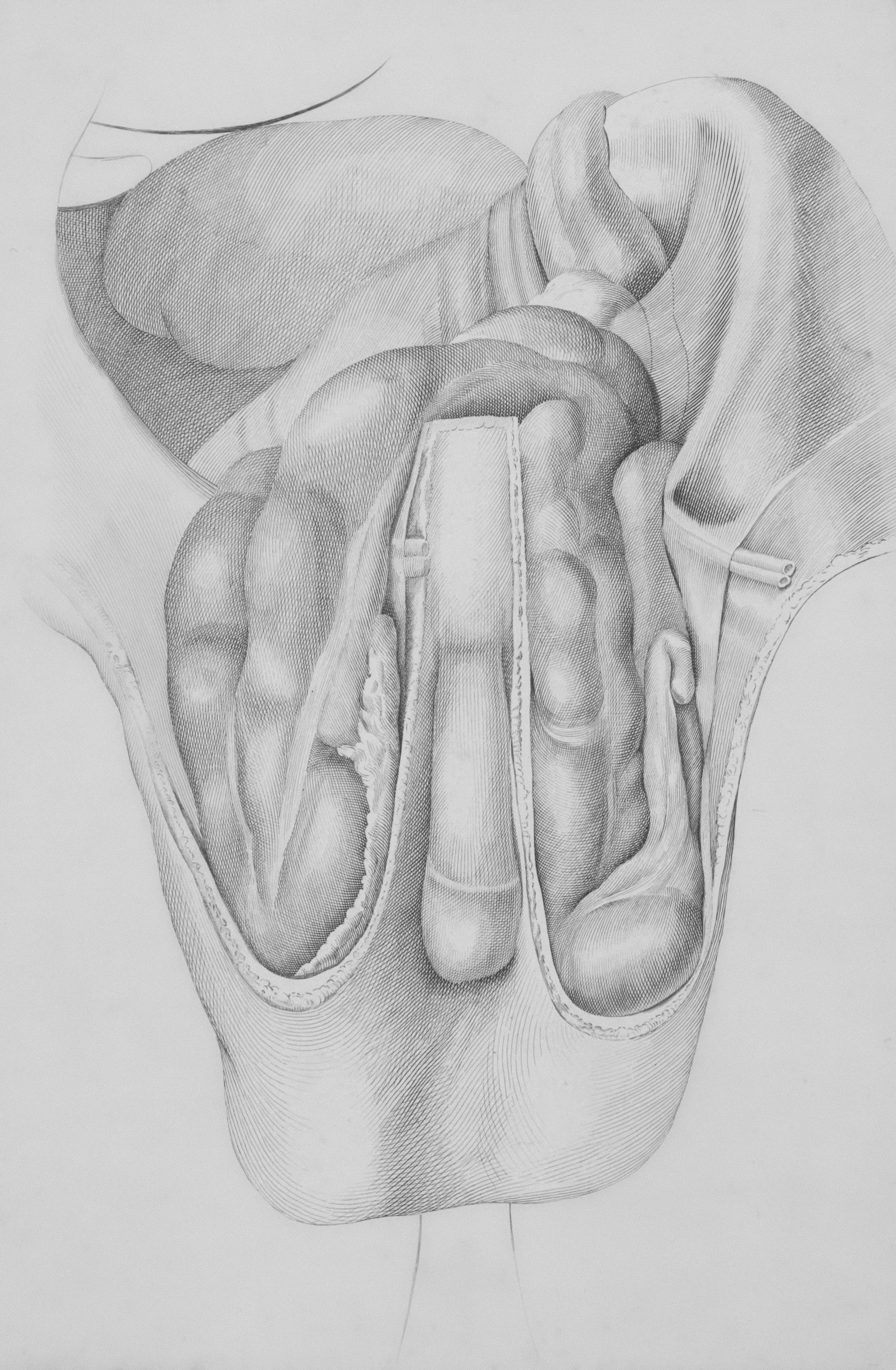 Title: Pathology, fractures (testicles) Creator: Date: 1801/1804 Providing institution: Universitaire Bibliotheken Leiden Aggregator: Dutch Collections for Europe Providing Country: Netherlands Public Domain Pathology, fractures (testicles) - Leiden University Libraries, Netherlands - Public Domain. https://www.europeana.eu/item/744/item_3459331