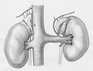a drawing of the kidney