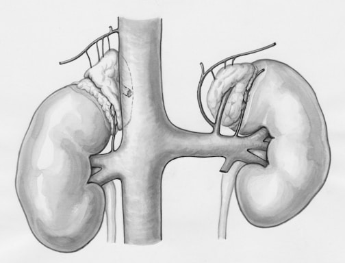 a drawing of the kidney