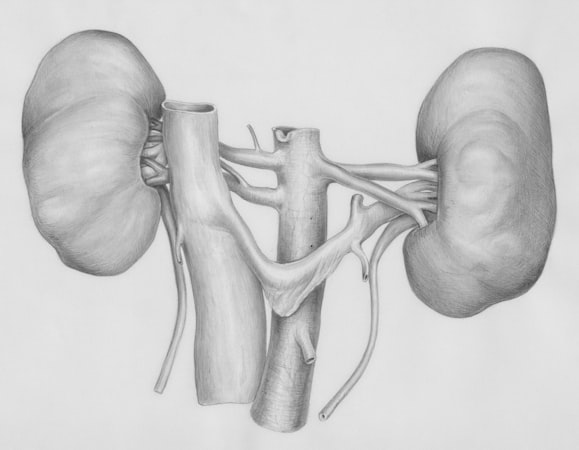 a pencil drawing of the human body