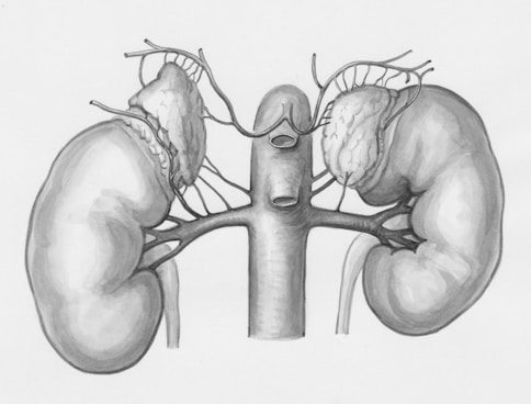 a drawing of the kidney and kidney