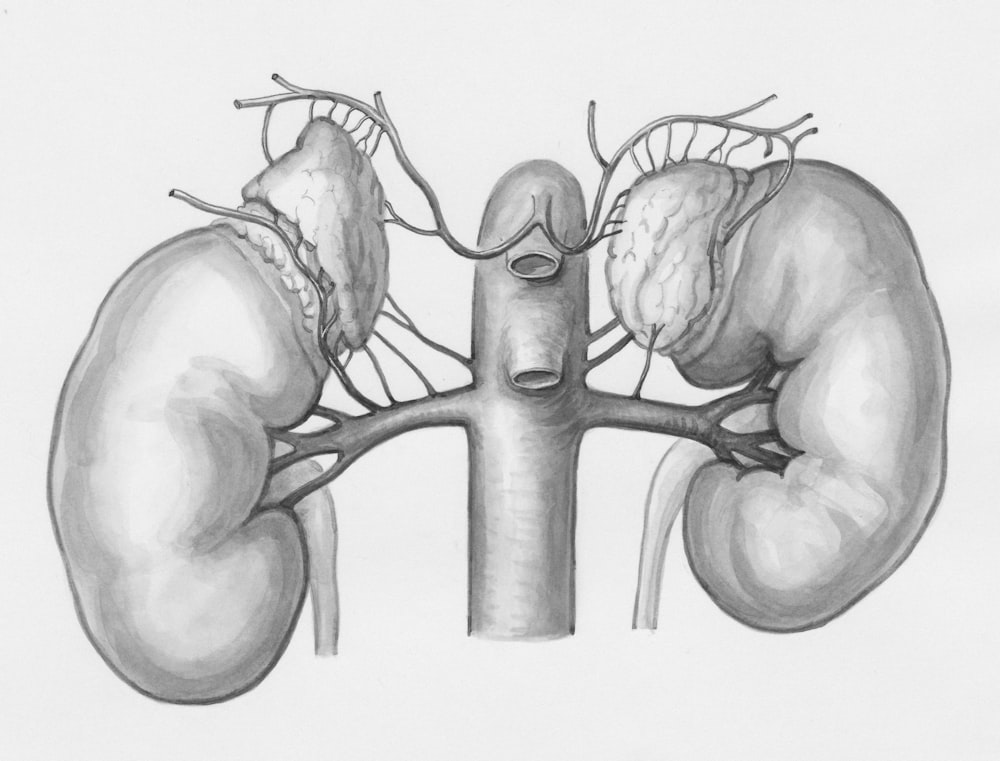 un dibujo del riñón y el riñón