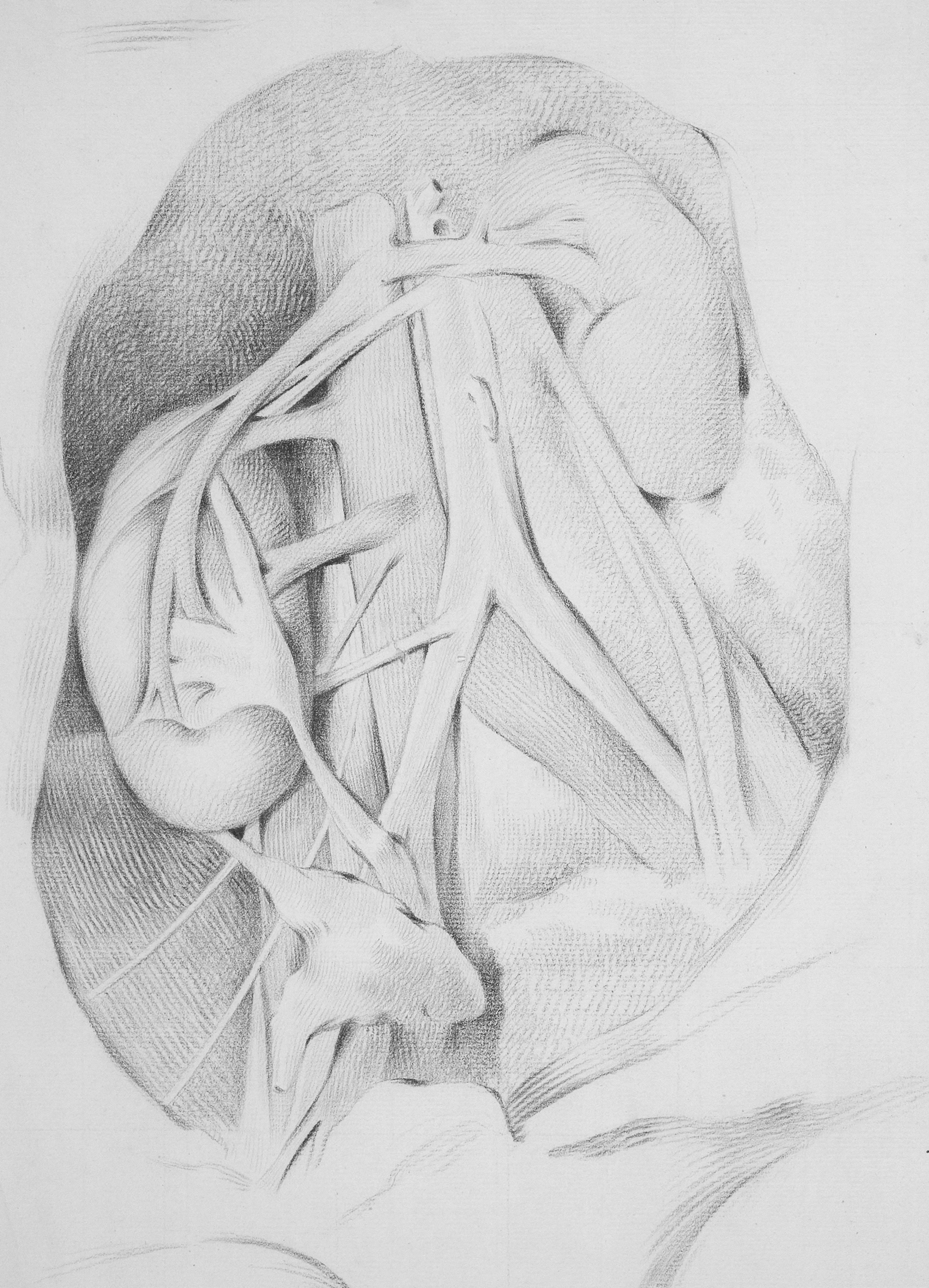 um desenho de uma cabeça e pescoço humanos