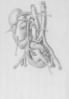 a drawing of a human body with the organs exposed