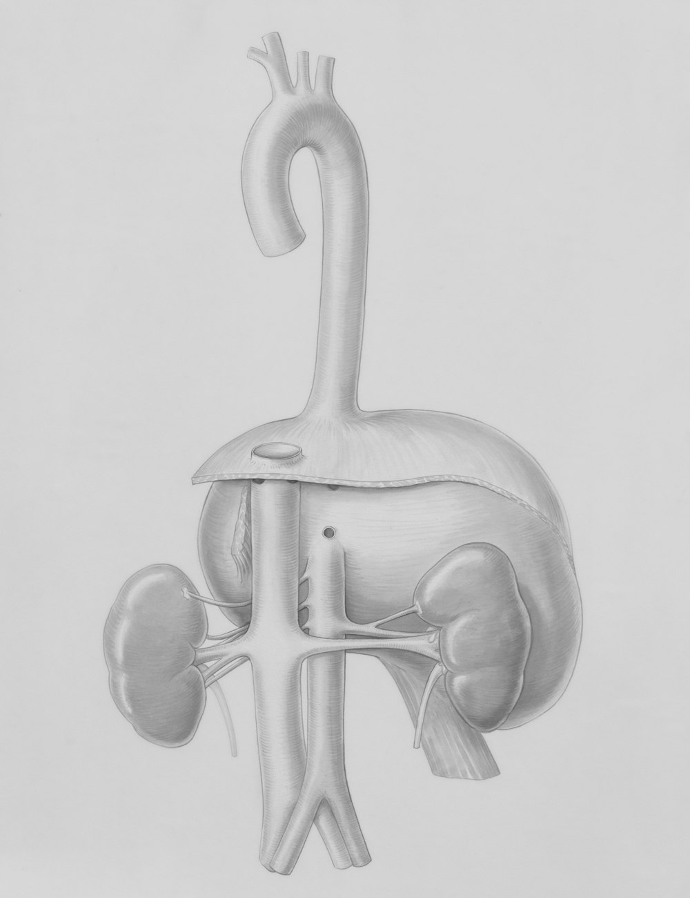 a drawing of a human body with the stomach visible