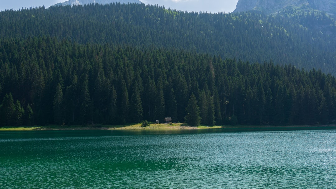a large body of water surrounded by a forest,