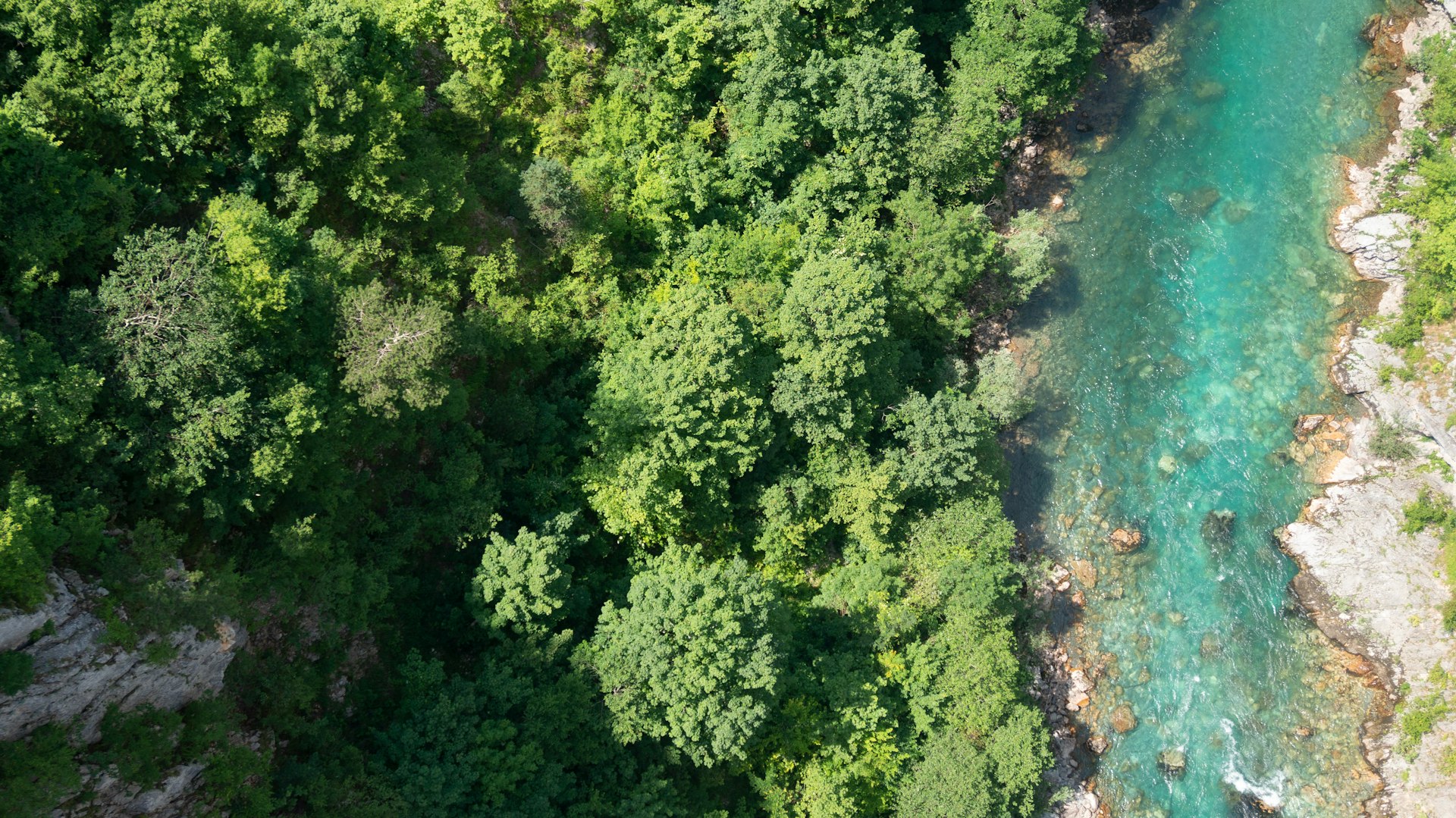 a river running through a lush green forest