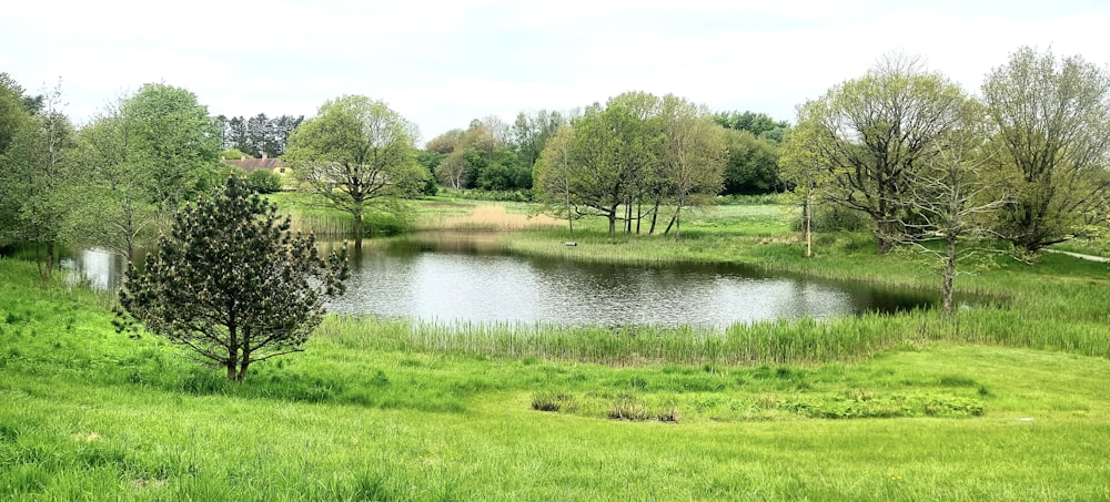 a small pond surrounded by lush green grass