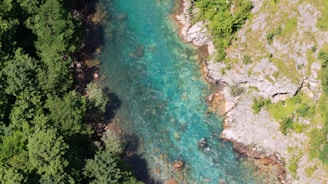 a river running through a lush green forest