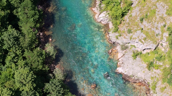 a river running through a lush green forest