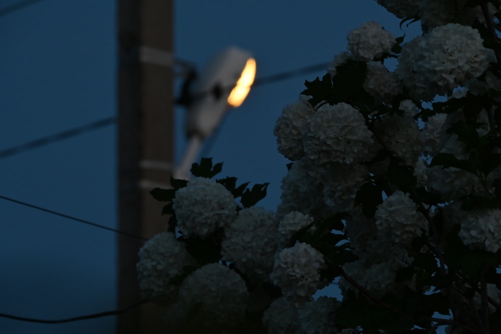 a street light and some white flowers on a tree