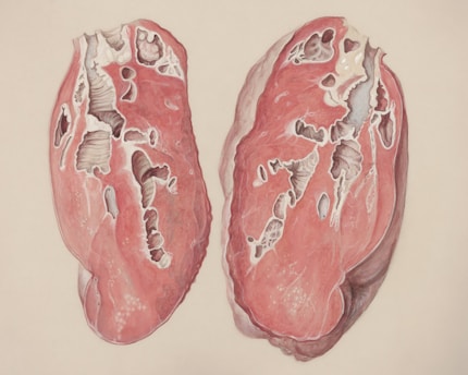 a drawing of a pair of lungs