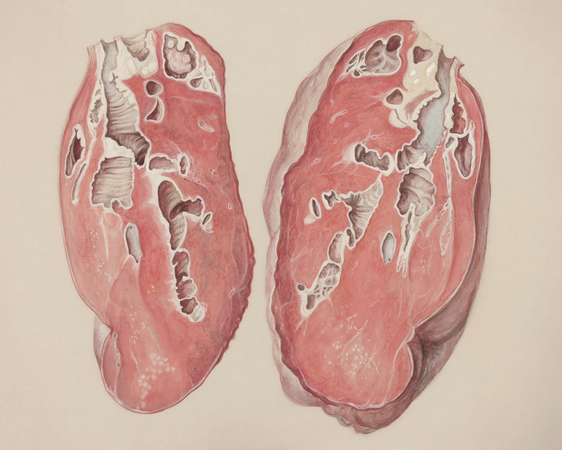 a drawing of a pair of lungs