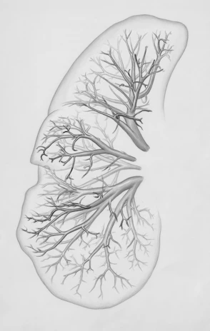 a drawing of a lung with trees on it
