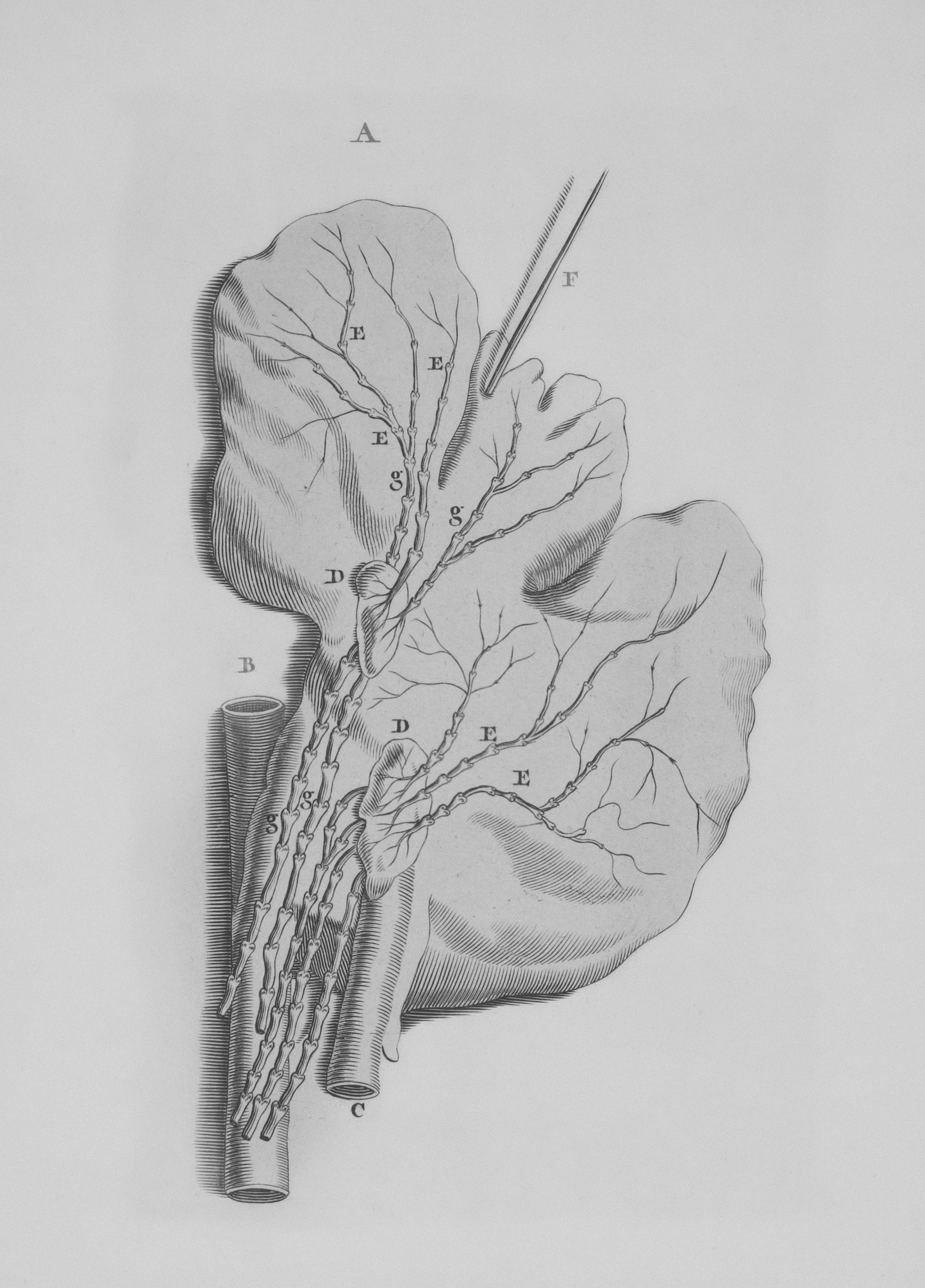 a drawing of a leaf with a needle in it