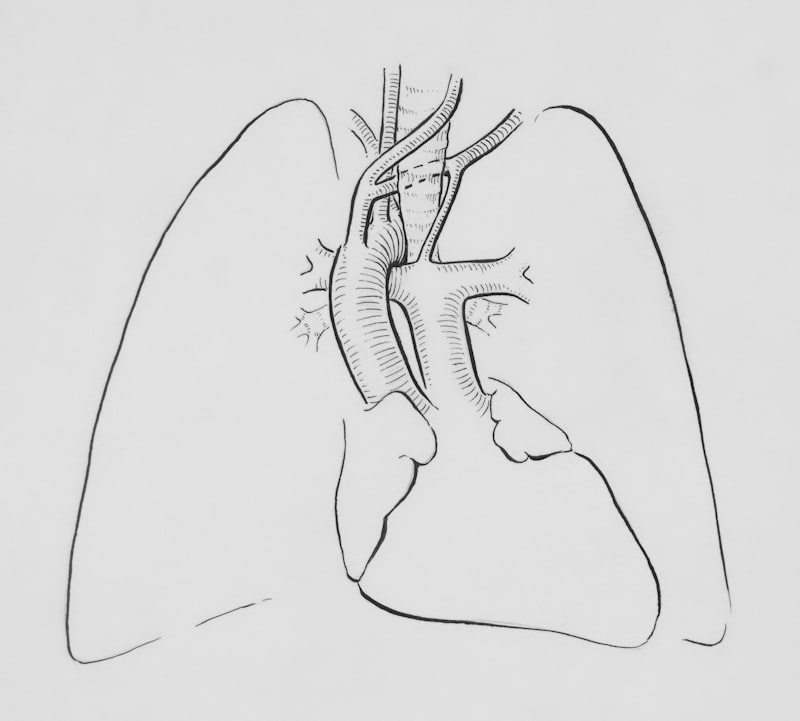 Illustrazione anatomica dei polmoni su sfondo bianco