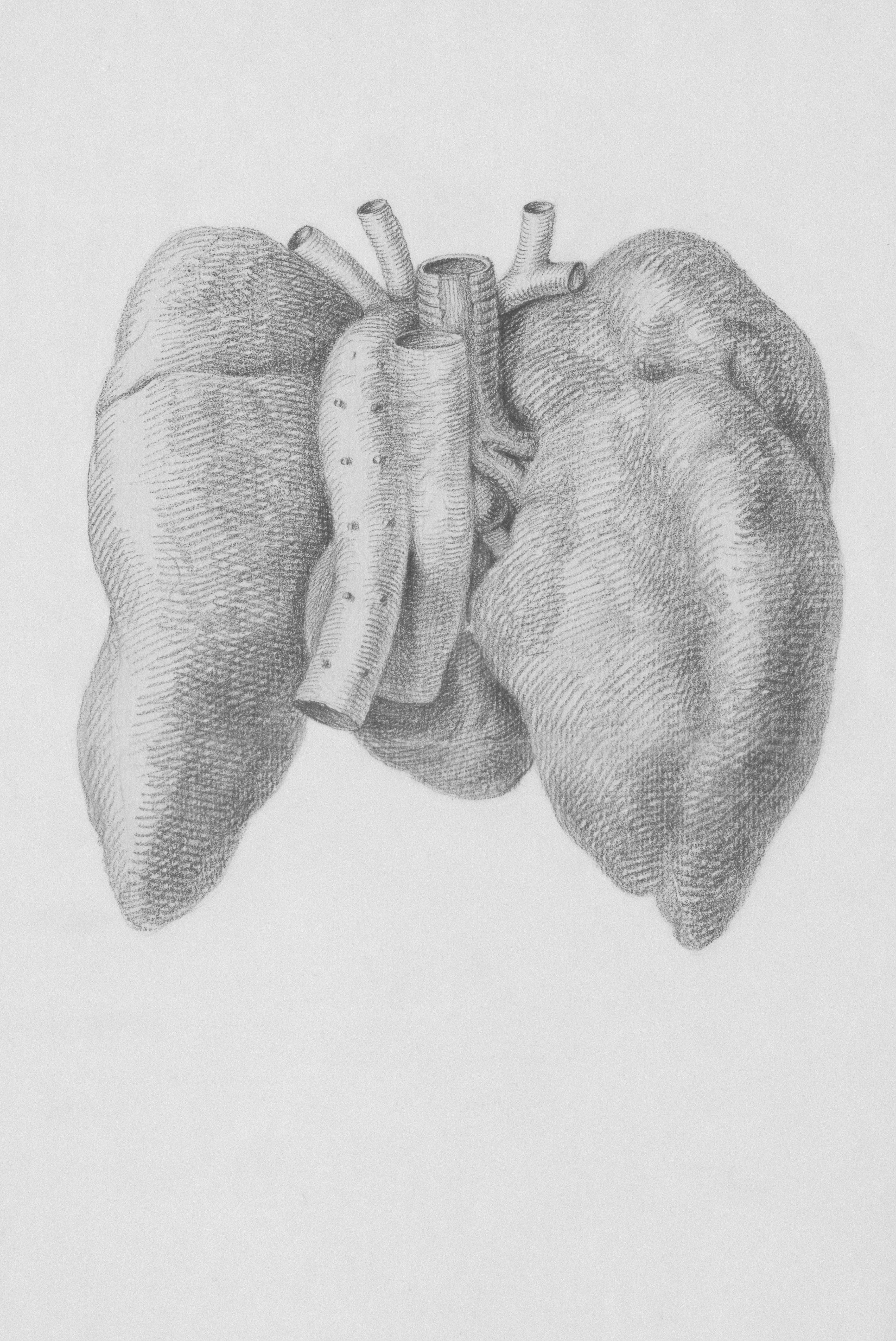 Title: Specimens: heart, lungs Creator: Abraham Delfos Date: 1787 Providing institution: Universitaire Bibliotheken Leiden Aggregator: Dutch Collections for Europe Providing Country: Netherlands Public Domain Specimens: heart, lungs by Abraham Delfos - 1787 - Leiden University Libraries, Netherlands - Public Domain. https://www.europeana.eu/item/744/item_3461277