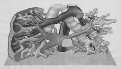 a drawing of a human heart and lungs