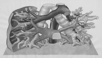 a drawing of a human heart and lungs