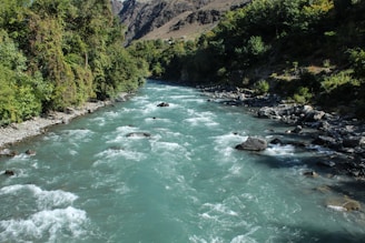 a river running through a lush green forest