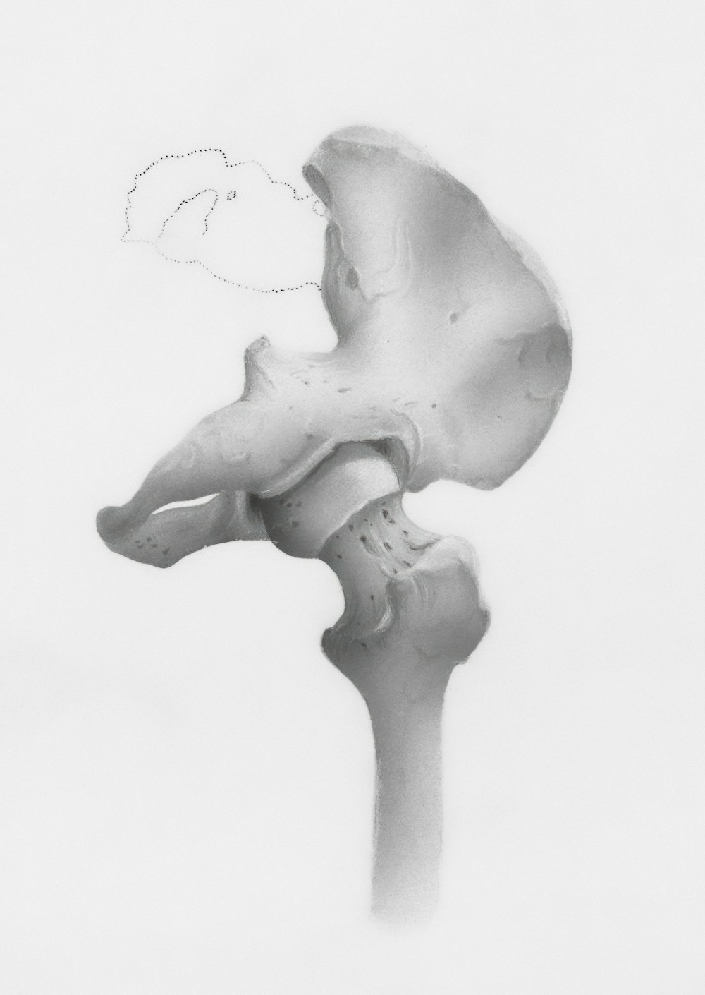 a black and white photo of a bone