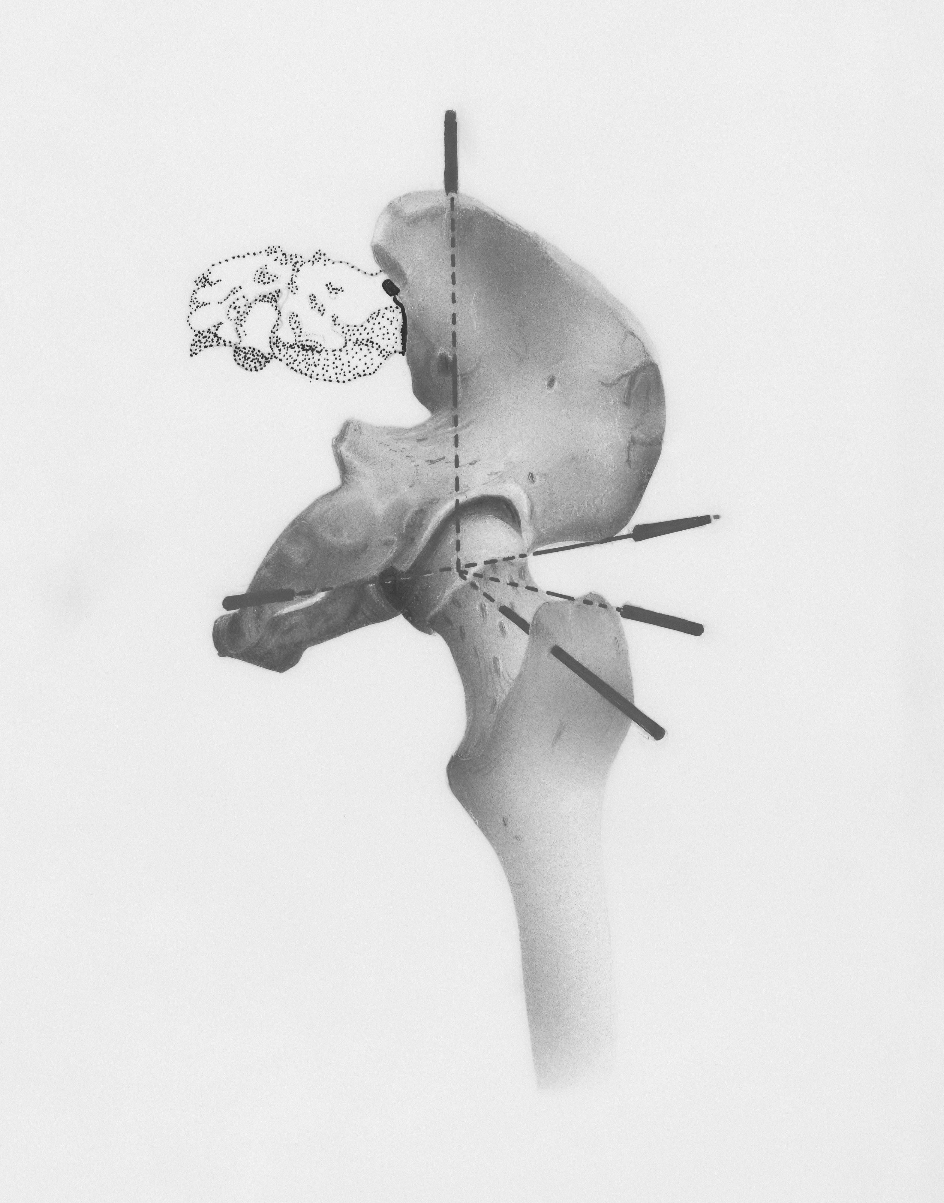 人間の頭蓋骨の白黒写真