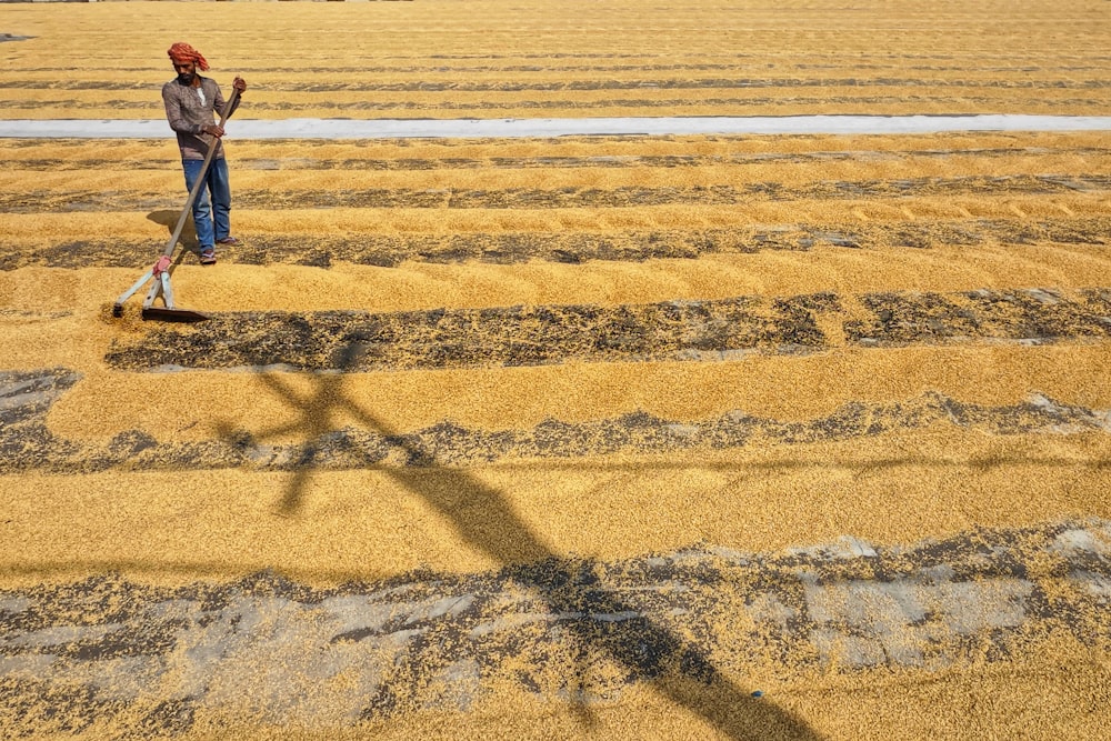 a person standing in a field of grain