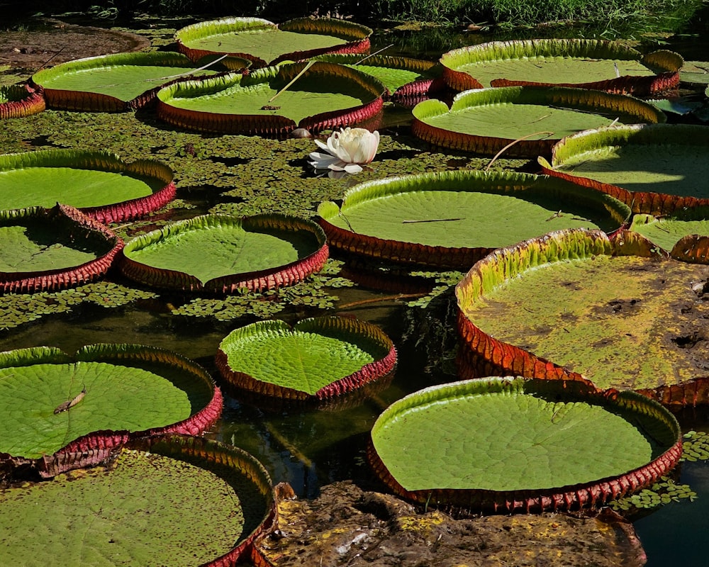 a group of lily pads floating on top of a pond