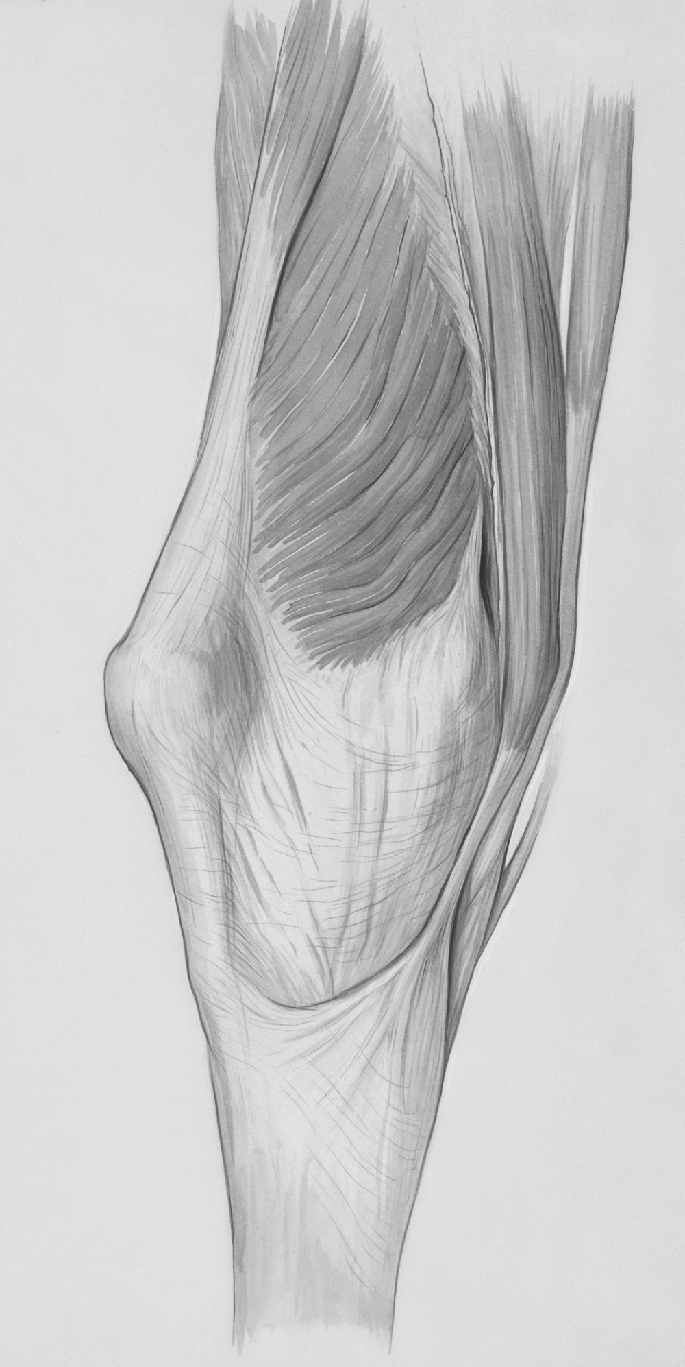 a pencil drawing of the back of a person's head