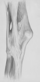 a pencil drawing of a tree trunk