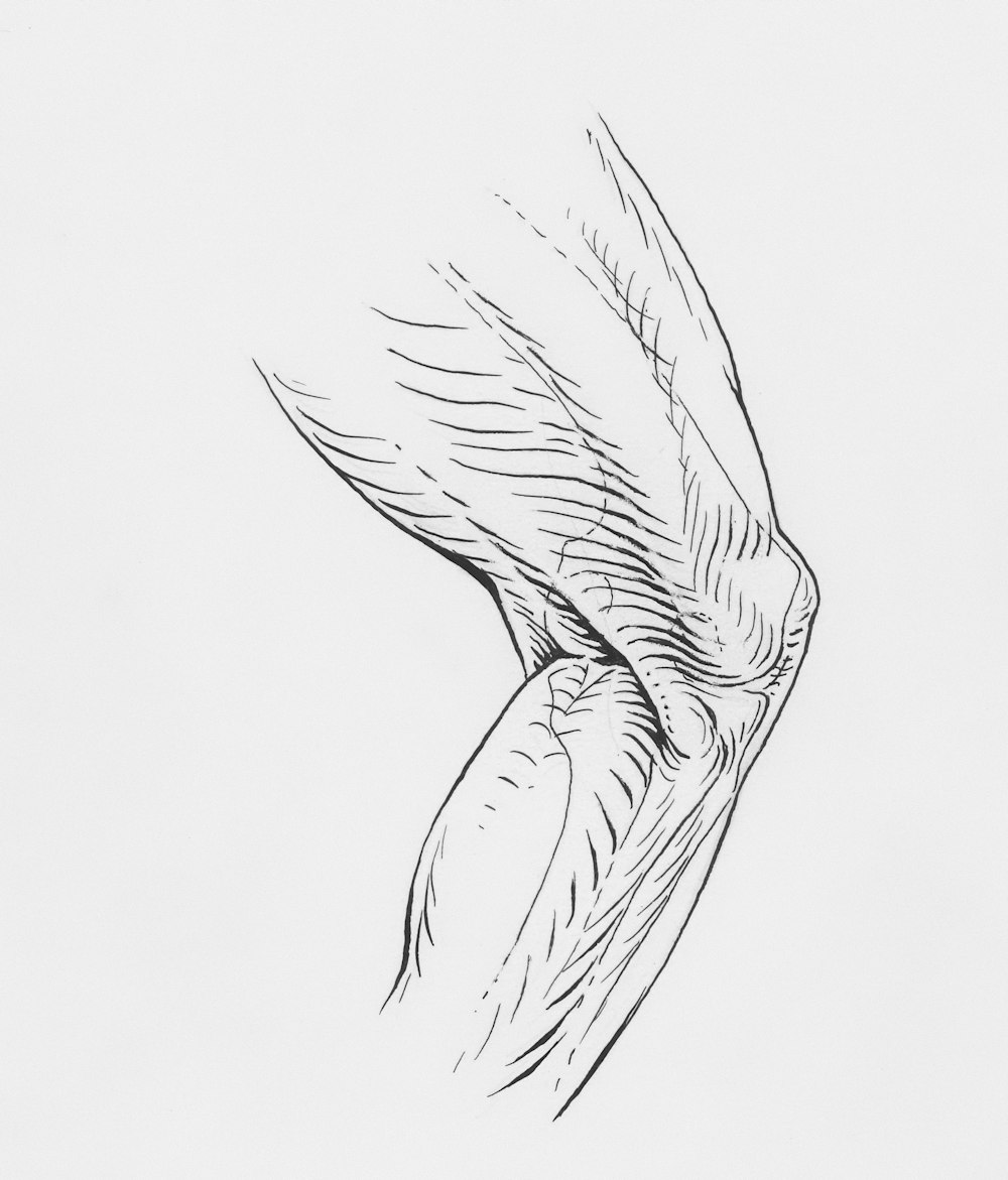 a drawing of a bird flying in the sky