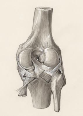 a drawing of a knee joint