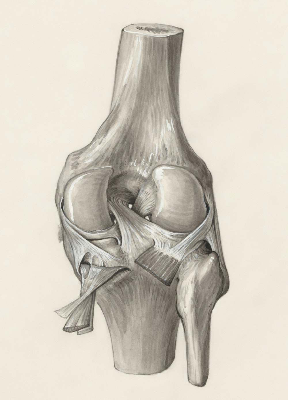 a drawing of a knee joint