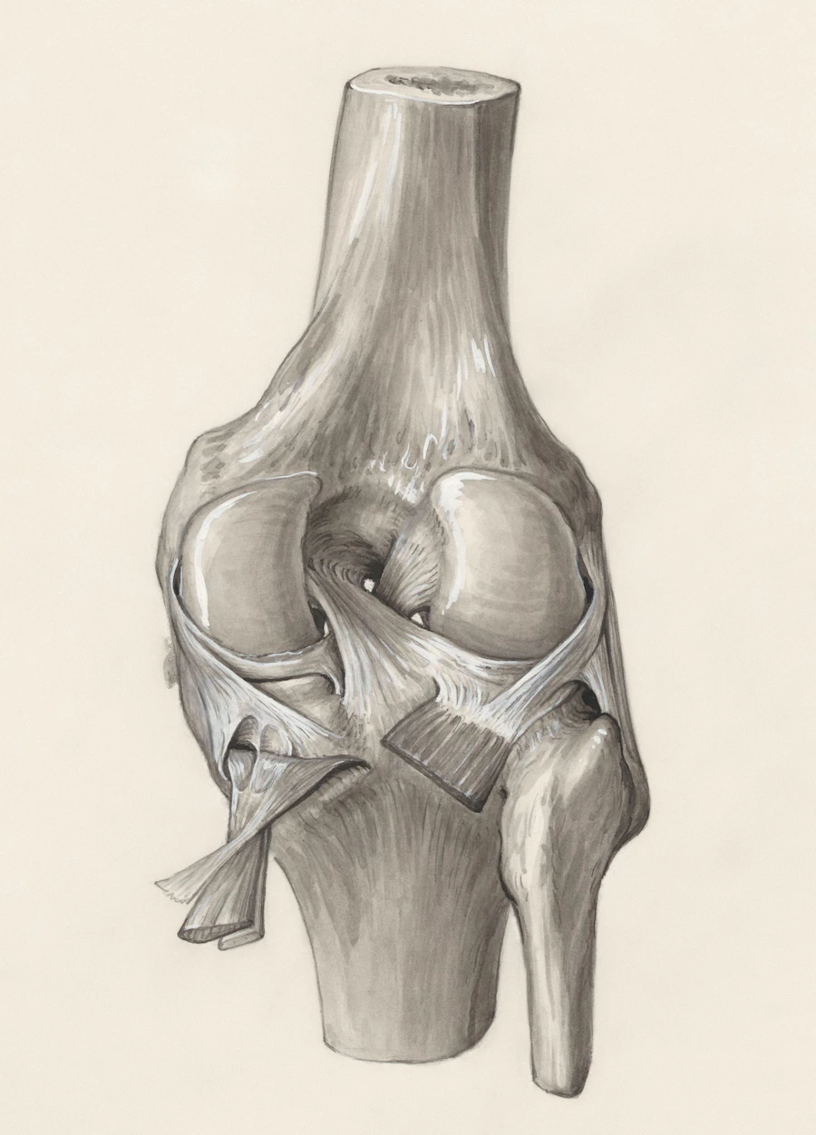 Medical illustration of a knee joint