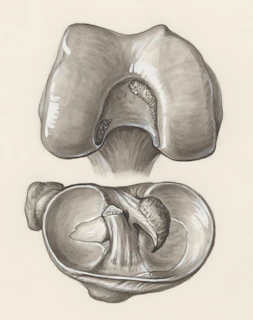 a pencil drawing of a flower
