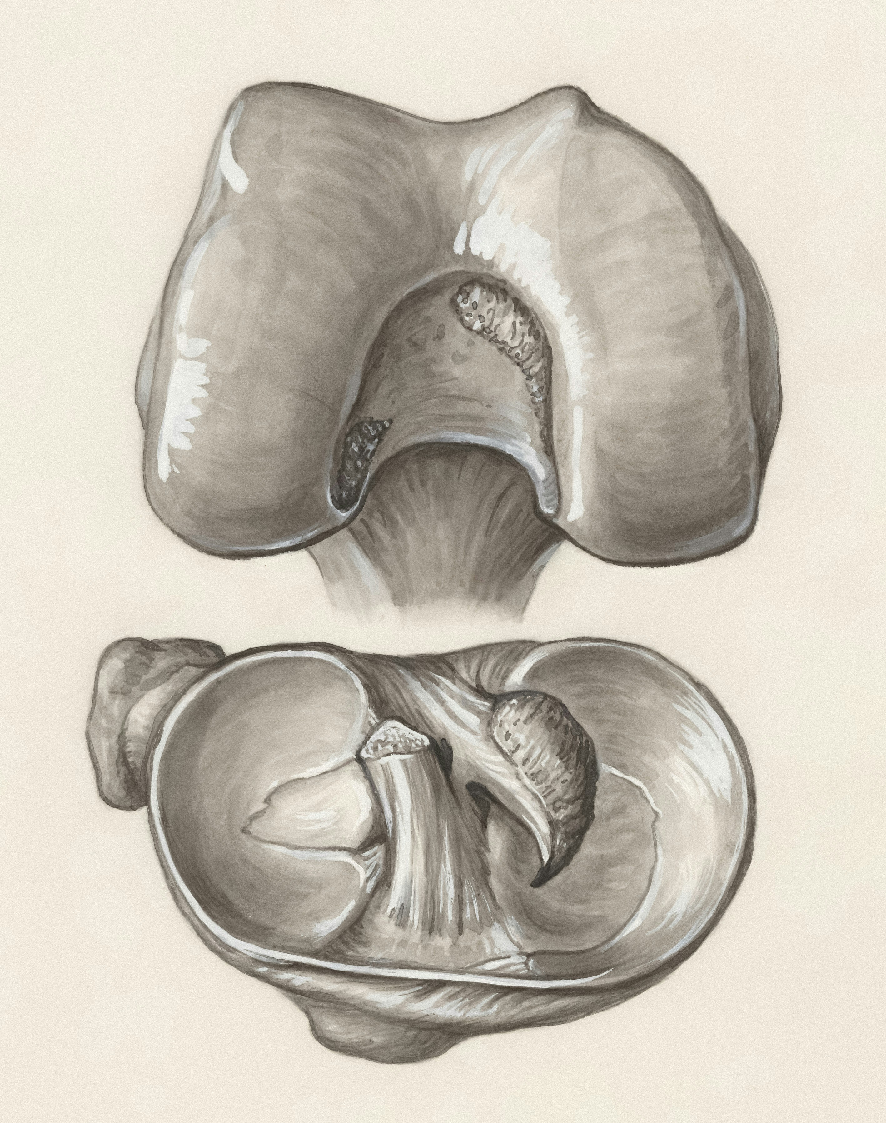 Title: Muscular tissue of a joint Creator: Wetselaar-Whittaker, J Date: 1950/1990 Providing institution: Universitaire Bibliotheken Leiden Aggregator: Dutch Collections for Europe Providing Country: Netherlands Public Domain Muscular tissue of a joint by Wetselaar-Whittaker, J - Leiden University Libraries, Netherlands - Public Domain. https://www.europeana.eu/item/744/item_3462190