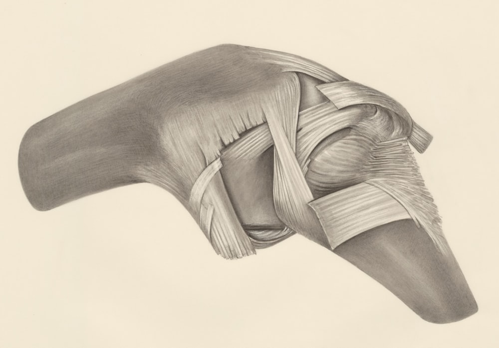 a pencil drawing of a knee joint