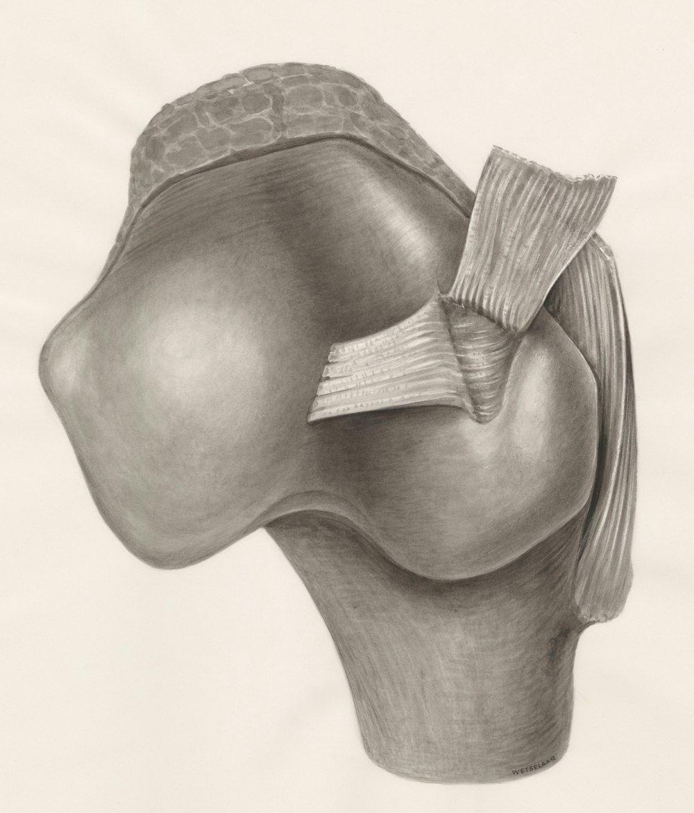 a pencil drawing of the back of a human head