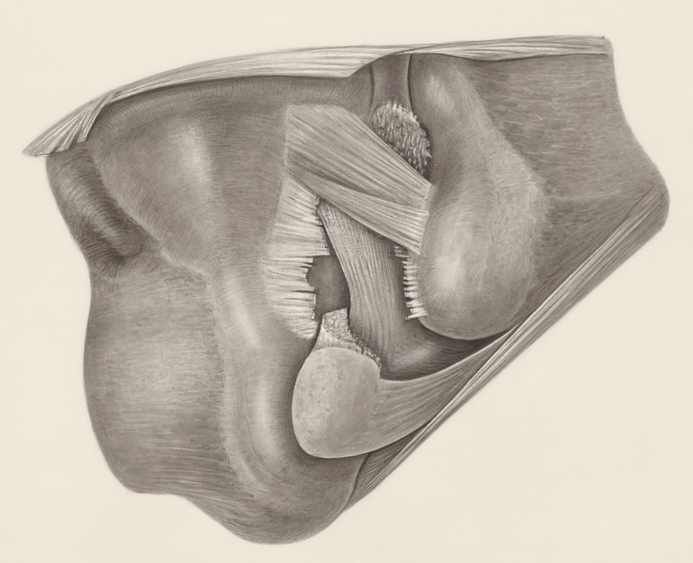 a pencil drawing of a human knee