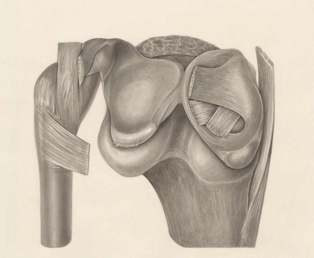 a pencil drawing of a knee joint