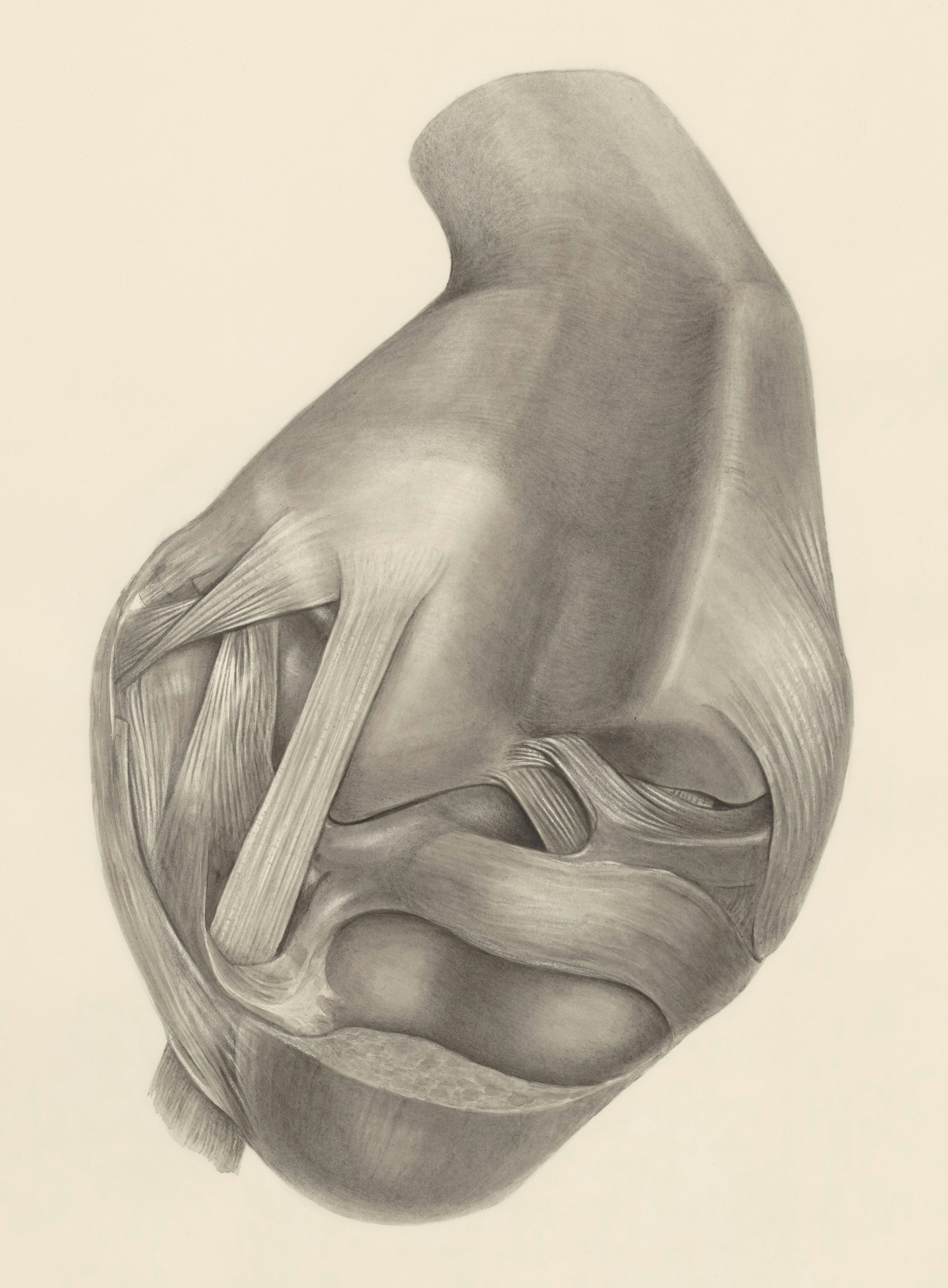 a pencil drawing of a human knee