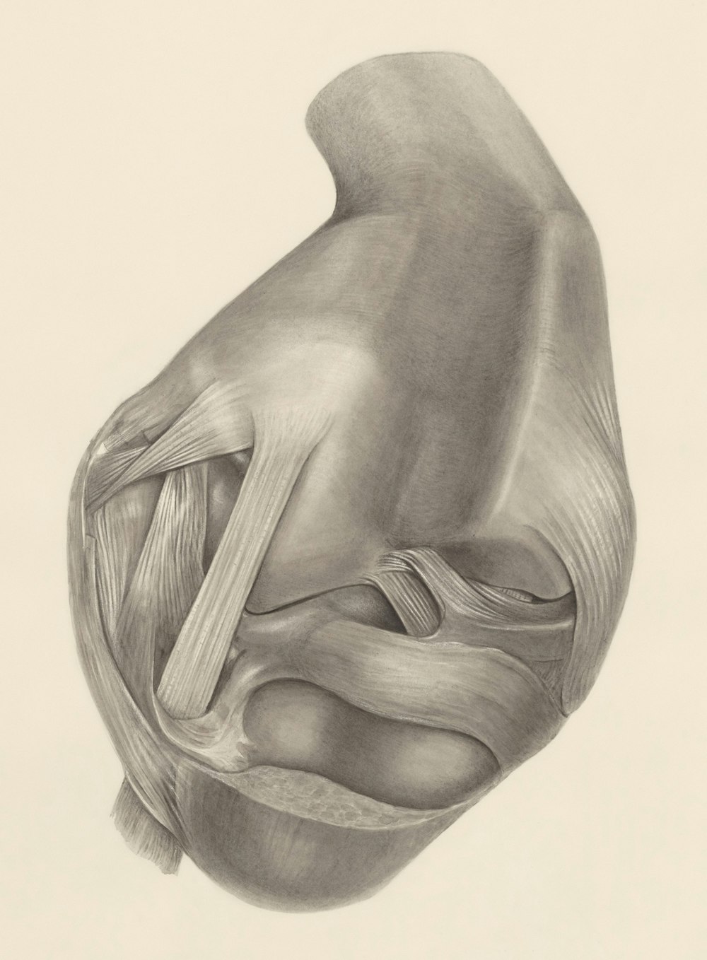 a pencil drawing of a human knee
