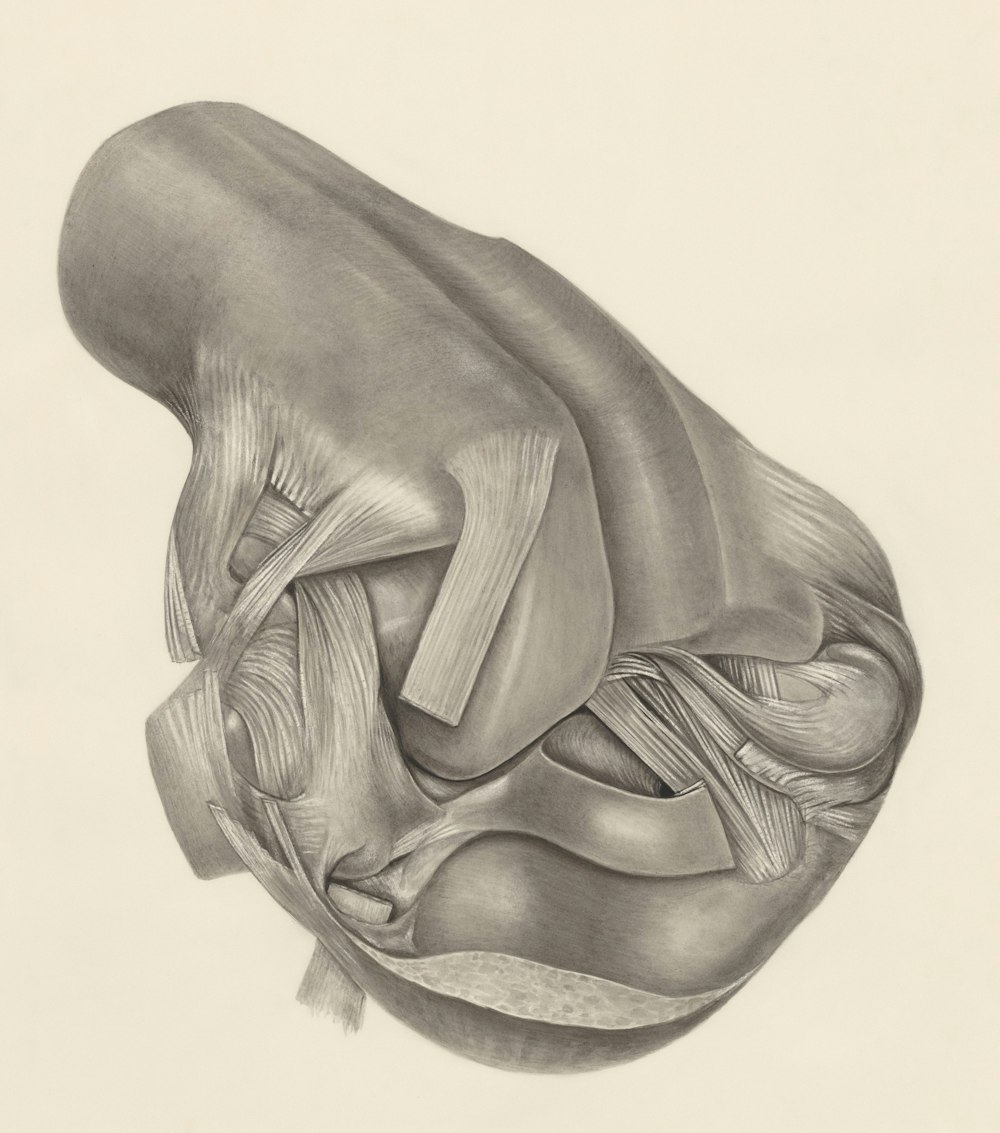 a pencil drawing of a human knee