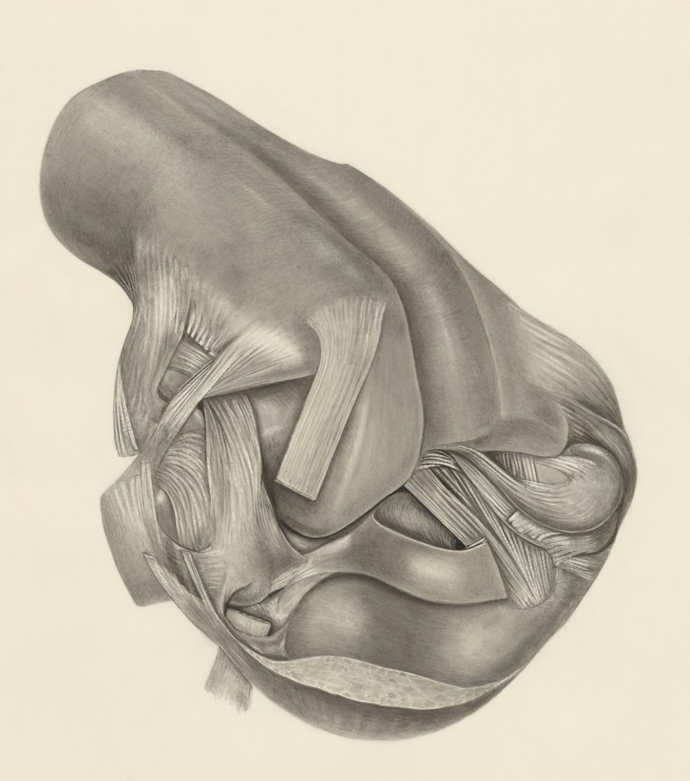 un disegno a matita di un ginocchio umano